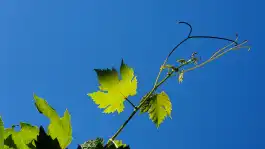 Summer Grape Leaves Reaching